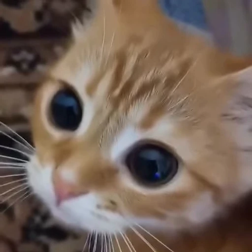 🥺 Стикер «nya nya» для Telegram