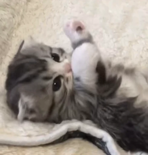 🧖‍♀️ Стикер «nya nya» для Telegram