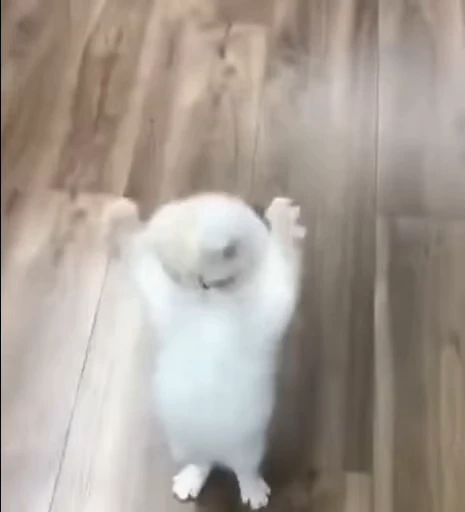 ☺ Стикер «nya nya» для Telegram