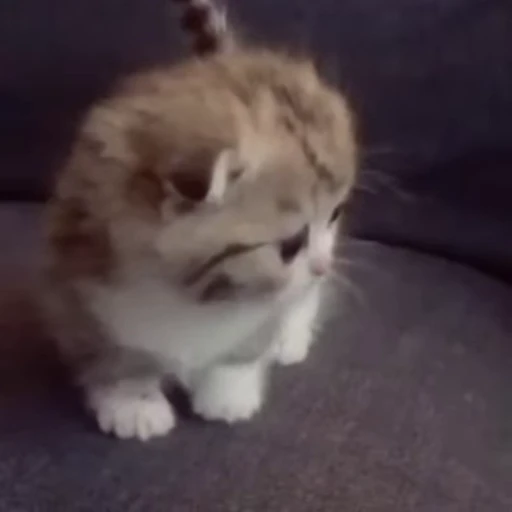 💗 Стикер «nya nya» для Telegram