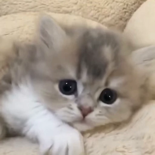 🥰 Стикер «nya nya» для Telegram