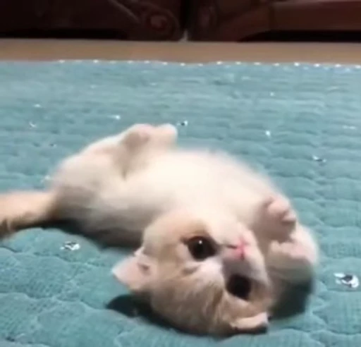🌟 Стикер «nya nya» для Telegram