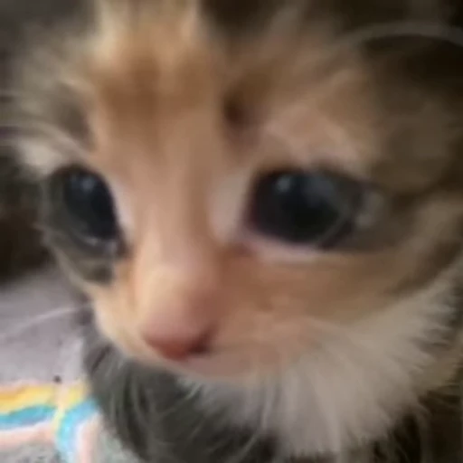 🥺 Стикер «nya nya» для Telegram