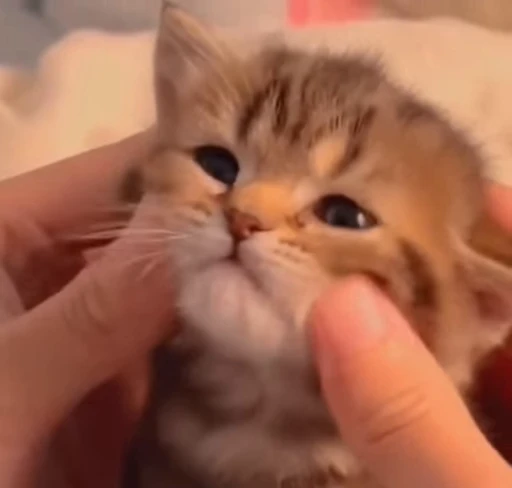 ☺️ Стикер «nya nya» для Telegram