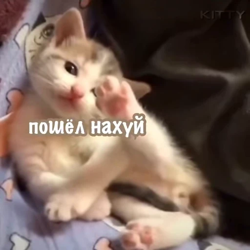 🖕 Стикер «nya nya» для Telegram