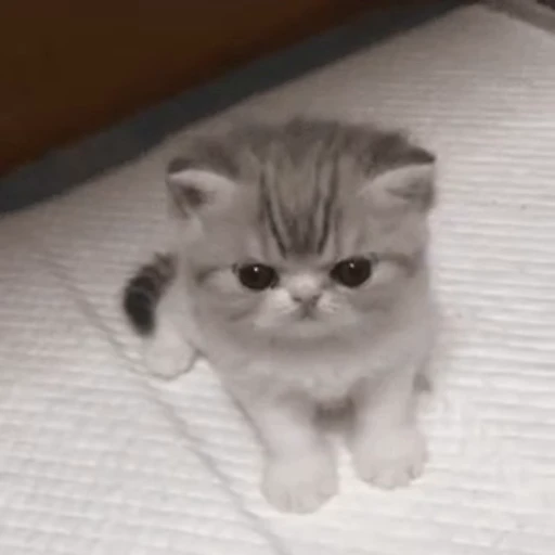 😐 Стикер «nya nya» для Telegram