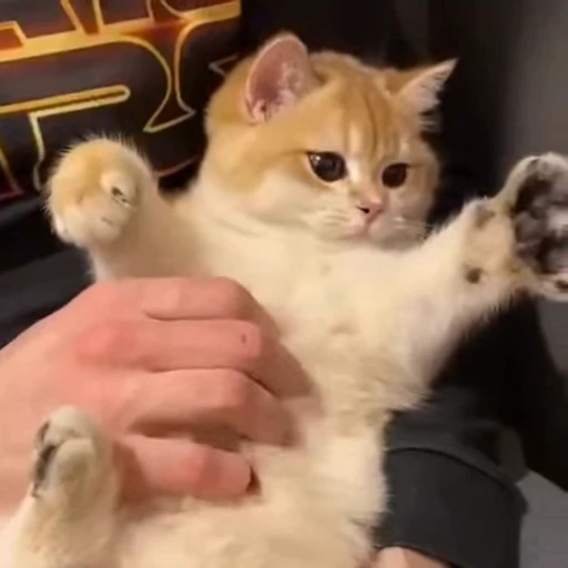 💗 Стикер «nya nya» для Telegram