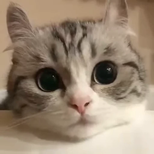 👀 Стикер «nya nya» для Telegram