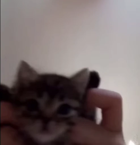 🫣 Стикер «nya nya» для Telegram