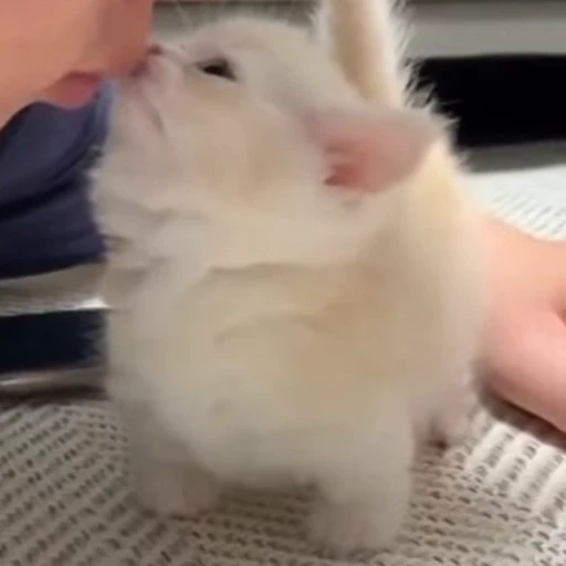 ❤️‍🩹 Стикер «nya nya» для Telegram