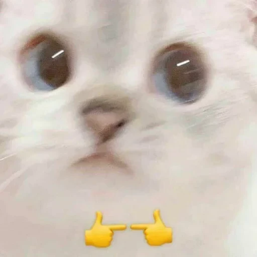 👀 Стикер «tavernachat» для Telegram