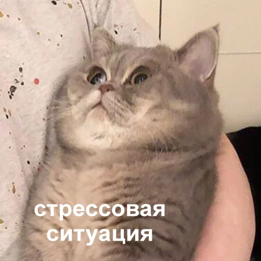😐 Стикер «tavernachat» для Telegram