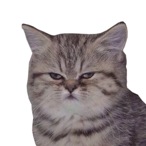 😤 Стикер «tavernachat» для Telegram