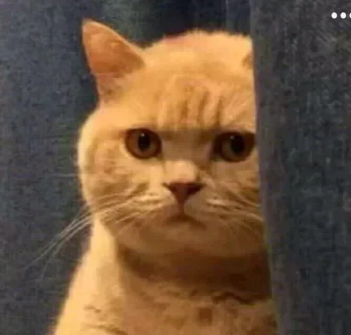 😒 Стикер «tavernachat» для Telegram