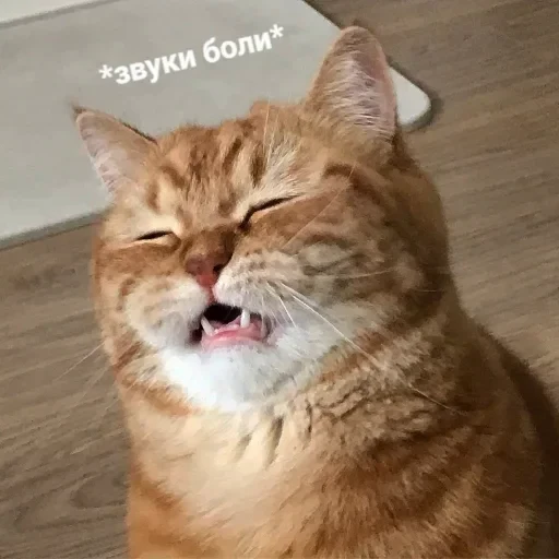 😿 Стикер «tavernachat» для Telegram