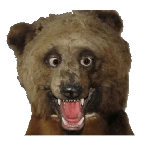 🐻 Стикер «taxiderm» для Telegram
