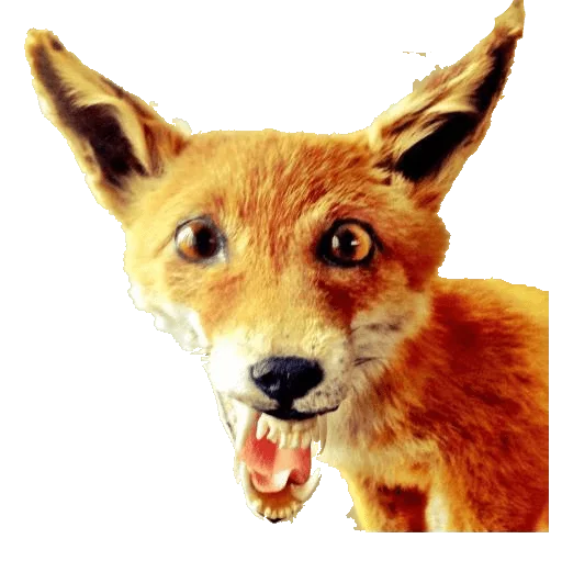 🐆 Стикер «taxiderm» для Telegram