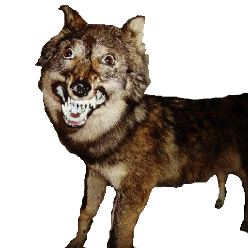 Стикерпак taxiderm для Telegram