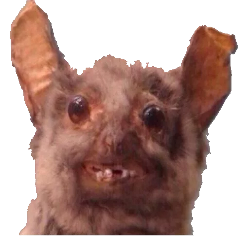 🐵 Стикер «taxiderm» для Telegram