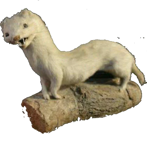 🐁 Стикер «taxiderm» для Telegram