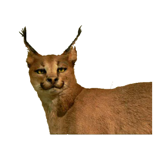 🐈 Стикер «taxiderm» для Telegram