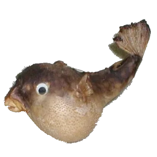 🐡 Стикер «taxiderm» для Telegram