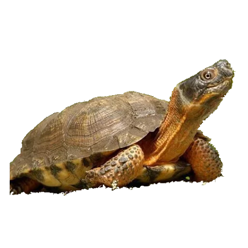 🐢 Стикер «taxiderm» для Telegram