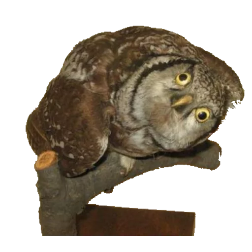🐦 Стикер «taxiderm» для Telegram