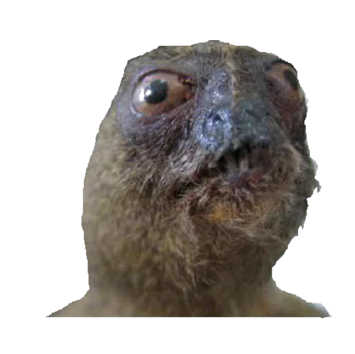🐞 Стикер «taxiderm» для Telegram