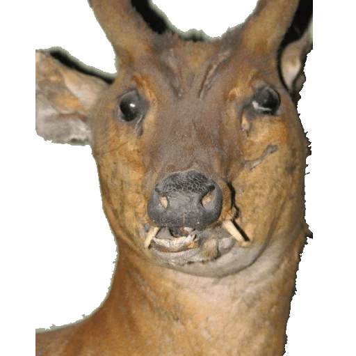 🐴 Стикер «taxiderm» для Telegram