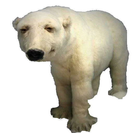 🐐 Стикер «taxiderm» для Telegram