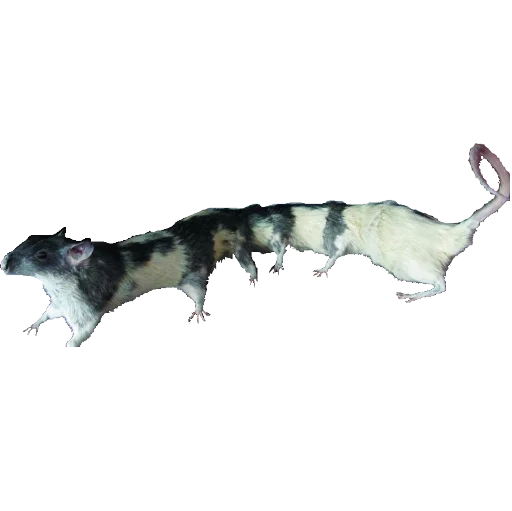 🐀 Стикер «taxiderm» для Telegram