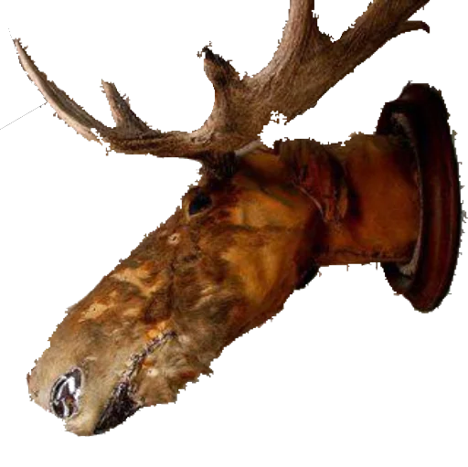 🐂 Стикер «taxiderm» для Telegram