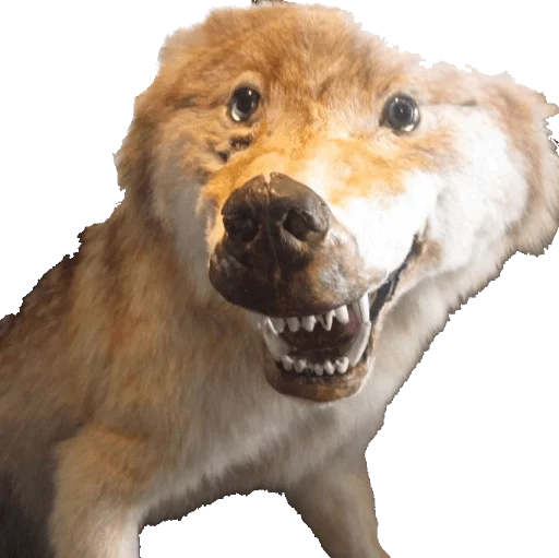 🐶 Стикер «taxiderm» для Telegram
