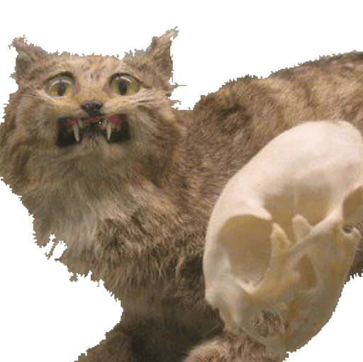 🐱 Стикер «taxiderm» для Telegram