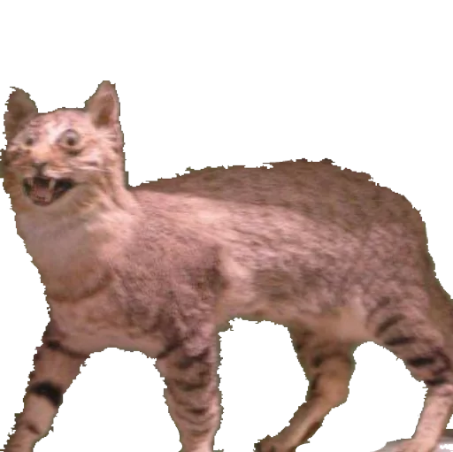 🐱 Стикер «taxiderm» для Telegram