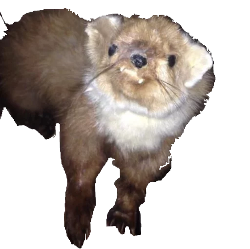 🐁 Стикер «taxiderm» для Telegram