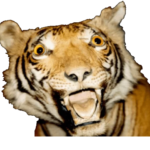 🐯 Стикер «taxiderm» для Telegram