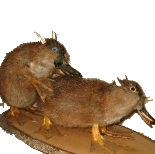 🐦 Стикер «taxiderm» для Telegram