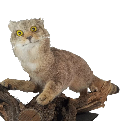 🐯 Стикер «taxiderm» для Telegram