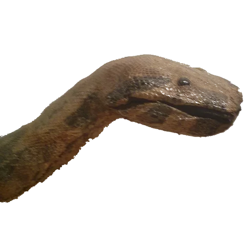 🐍 Стикер «taxiderm» для Telegram