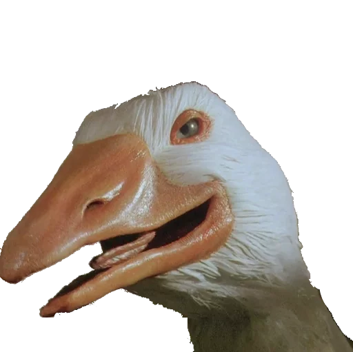🐤 Стикер «taxiderm» для Telegram