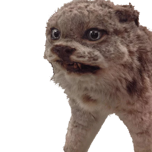 🐱 Стикер «taxiderm» для Telegram