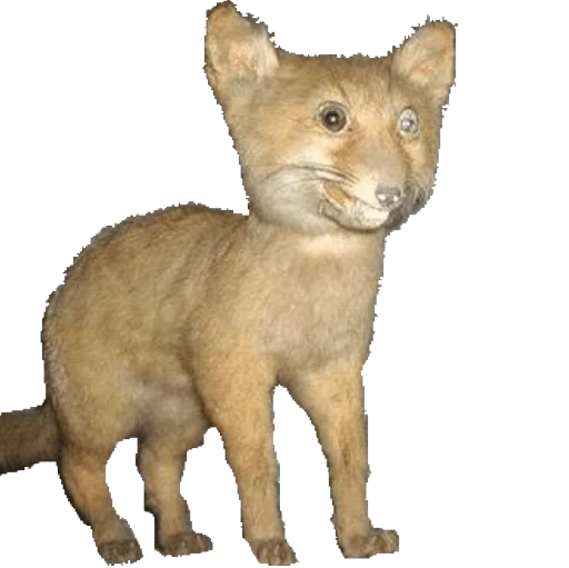 🐯 Стикер «taxiderm» для Telegram
