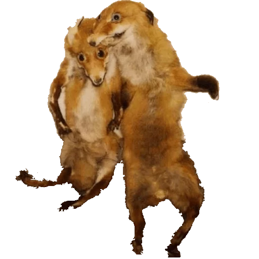 🐎 Стикер «taxiderm» для Telegram