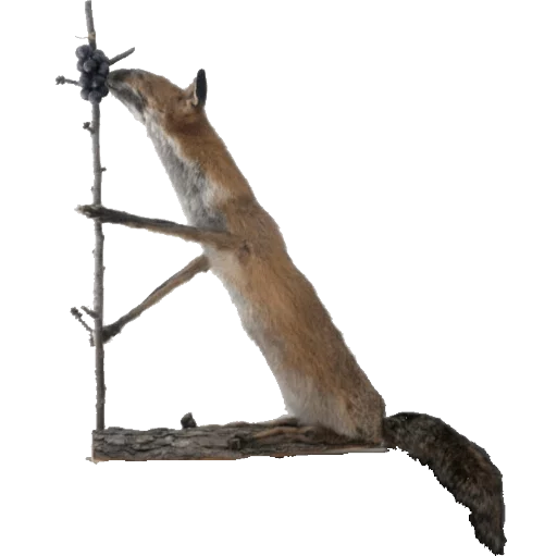 🔨 Стикер «taxiderm» для Telegram