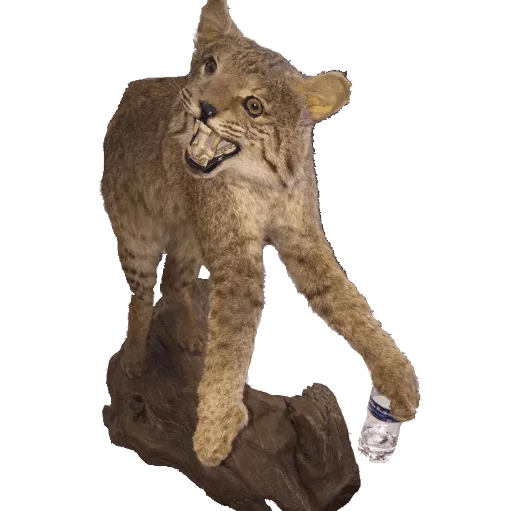 🍼 Стикер «taxiderm» для Telegram