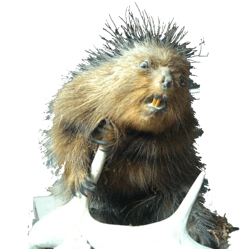 🃏 Стикер «taxiderm» для Telegram