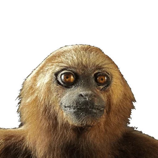 🐵 Стикер «taxiderm» для Telegram