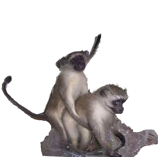 🙊 Стикер «taxiderm» для Telegram